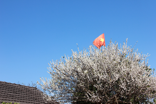 Plum flowers in full flourish in Moc Chau